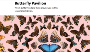 The photo shows a group of butterflies at the Butterfly Pavilion, where visitors can observe butterflies flying around them in a seasonal exhibition. Tags: moths and butterflies, insect, butterfly, invertebrate, animal.